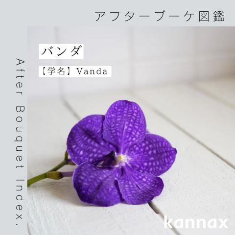 アフターブーケ図鑑】バンダ | カナックス kannax