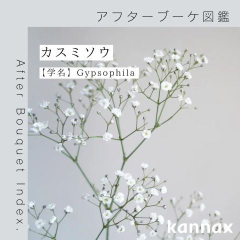 アフターブーケ図鑑】カスミソウ | カナックス kannax