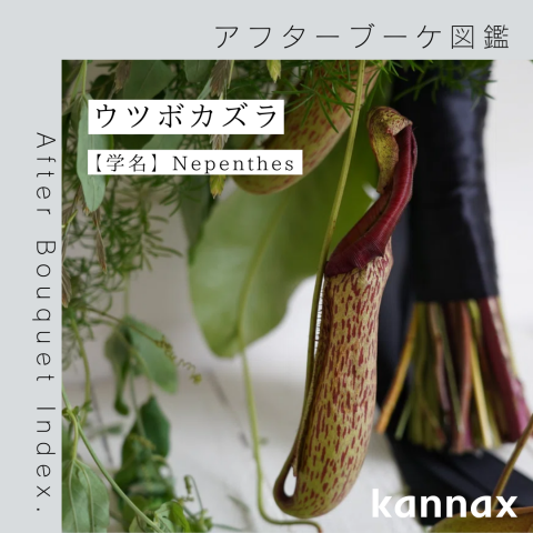 アフターブーケ図鑑】ウツボカズラ | カナックス kannax