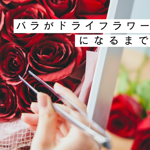 カナックスの手しごと】バラがドライフラワーになるまで | カナックス