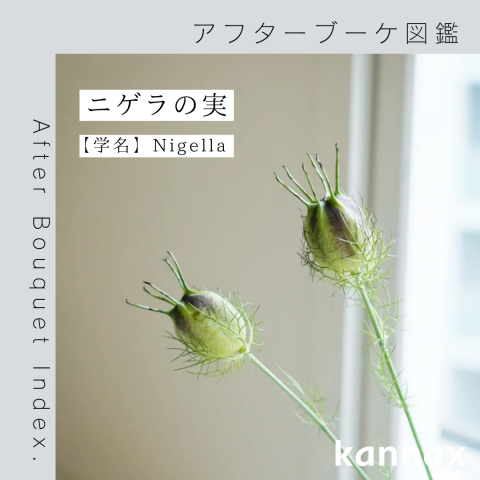 ニゲラ　ニゲラの実　ドライフラワー60本④【ネコポス発送】 ニゲラ ニゲラの実 ドライフラワー60本④【ネコポス発送】