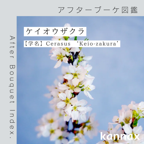 青山御流活花手引種　復刻版　前編後編 アフターブーケ図鑑】サクラ（啓翁桜） | カナックス kannax