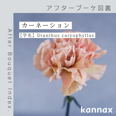 アフターブーケ図鑑】カーネーション | カナックス kannax