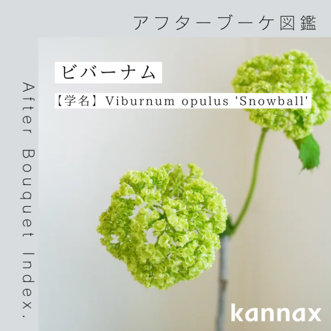 ビバーナム　スノーボール　【品番3473】 20241003170227_thumb_6f6051f8-