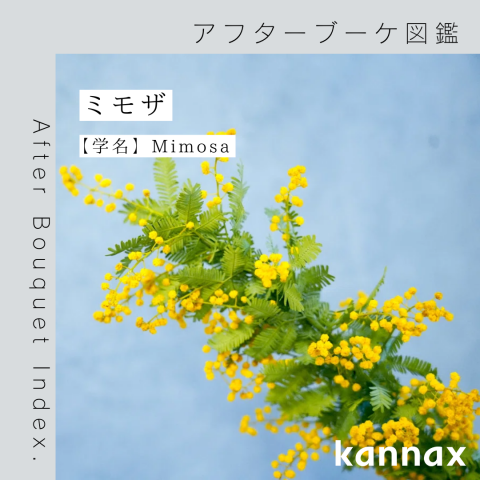 ミモザ 20241004155026_thumb_f372cde8-