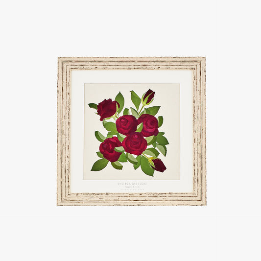 しらかば
